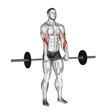 barbell standing reverse grip curl