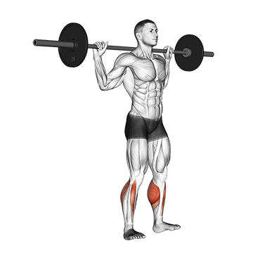 barbell standing rocking leg calf raise