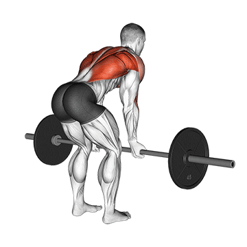 barbell reverse grip bent over row