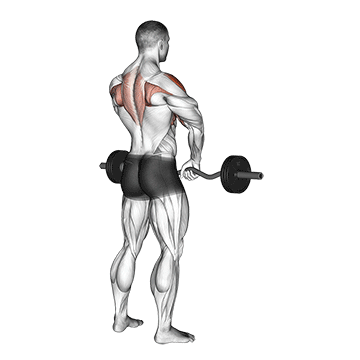 barbell upright row