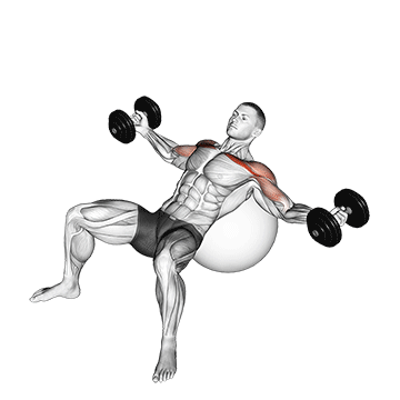 dumbbell incline fly on exercise ball