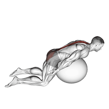 exercise ball back extension with arms extended