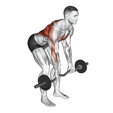 ez bar reverse grip bent over row