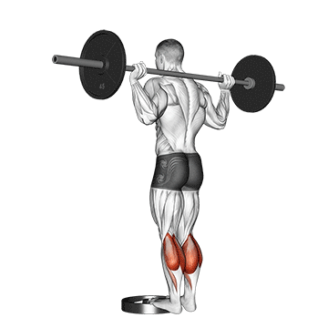 barbell standing calf raise
