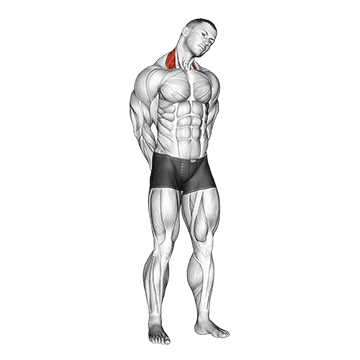 neck side stretch