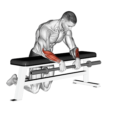 barbell palms down wrist curl over a bench