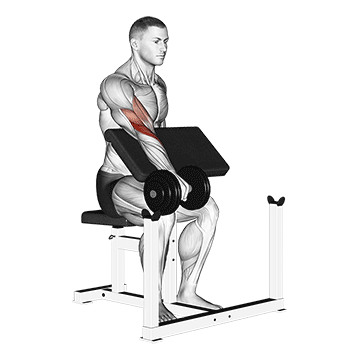 dumbbell one arm reverse preacher curl