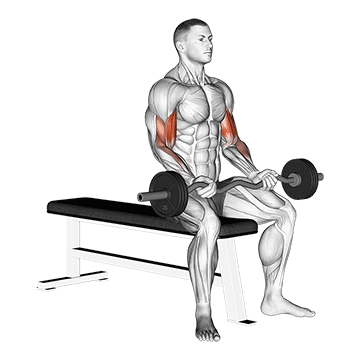 ez barbell seated curls