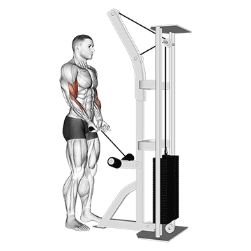 cable close grip curl