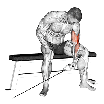 cable seated one arm concentration curl