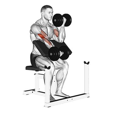 dumbbell alternate preacher curl