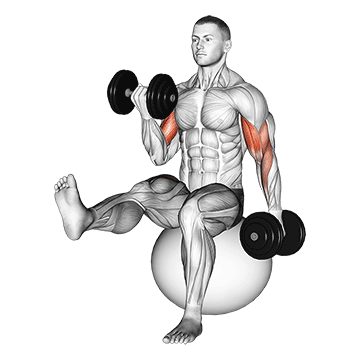 dumbbell alternating bicep curl with leg raised on exercise ball