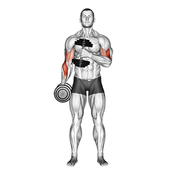 dumbbell cross body hammer curl v. 2