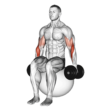 dumbbell hammer curl on exercise ball