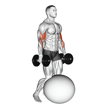 dumbbell kneeling bicep curl exercise ball