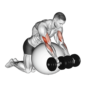 dumbbell preacher curl over exercise ball