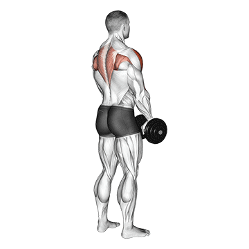 dumbbell upright row (back pov)
