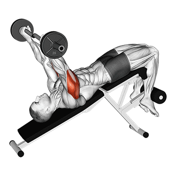 ez barbell decline triceps extension