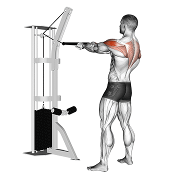 cable standing rear delt row (with rope)