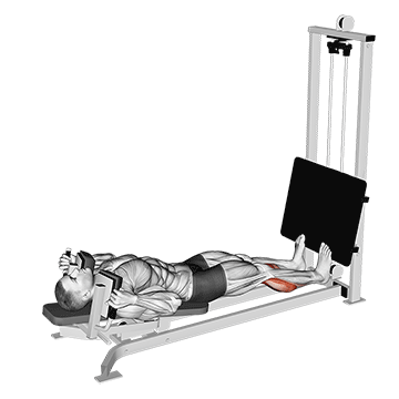 sled lying calf press
