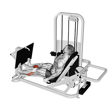 lever seated calf press