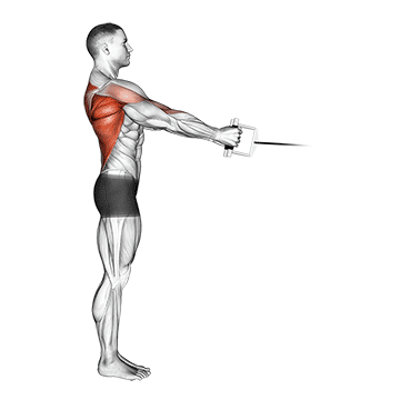 cable standing row (v-bar)
