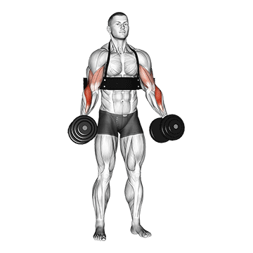 dumbbell hammer curls (with arm blaster)