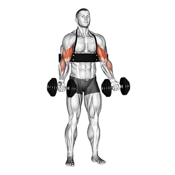 dumbbell alternate biceps curl (with arm blaster)