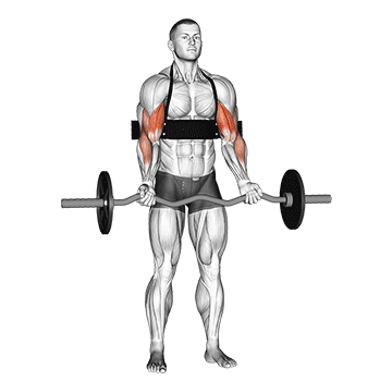 ez-bar biceps curl (with arm blaster)