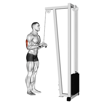 cable triceps pushdown (v-bar)