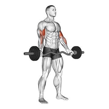 ez-barbell standing wide grip biceps curl