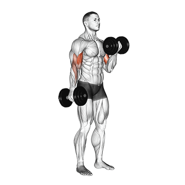 dumbbell alternate biceps curl