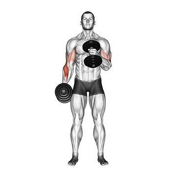 dumbbell cross body hammer curl