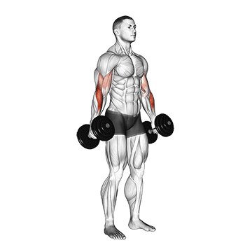 dumbbell hammer curl v. 2