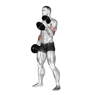 dumbbell hammer curl