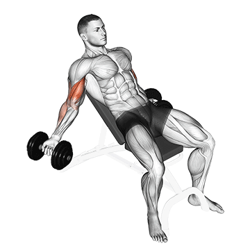 dumbbell incline inner biceps curl