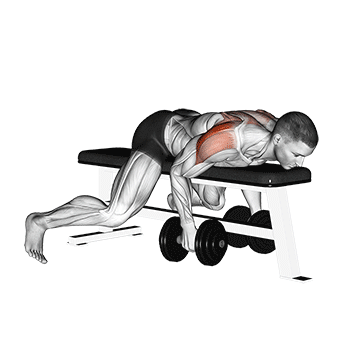 dumbbell lying rear lateral raise