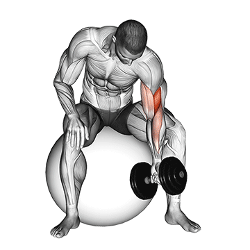 dumbbell one arm concentration curl (on stability ball)