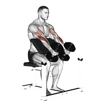 dumbbell peacher hammer curl