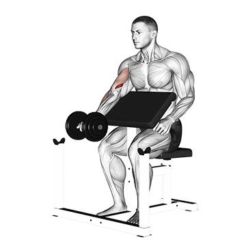 dumbbell preacher curl