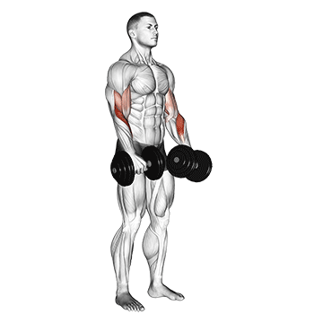 dumbbell revers grip biceps curl