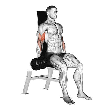 dumbbell seated inner biceps curl