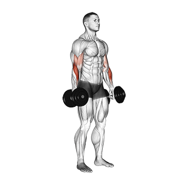 dumbbell standing reverse curl