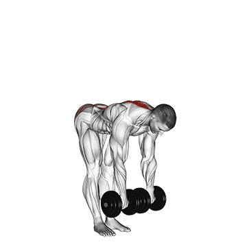 dumbbell straight leg deadlift