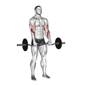 ez barbell reverse grip curl