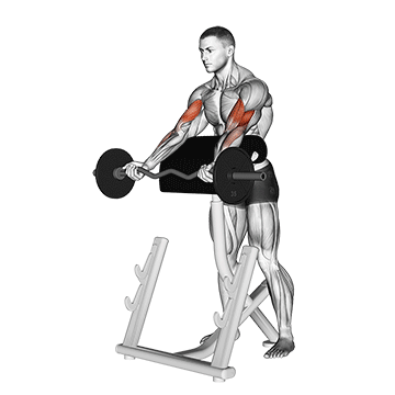 ez barbell spider curl