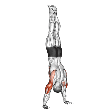 handstand push-up