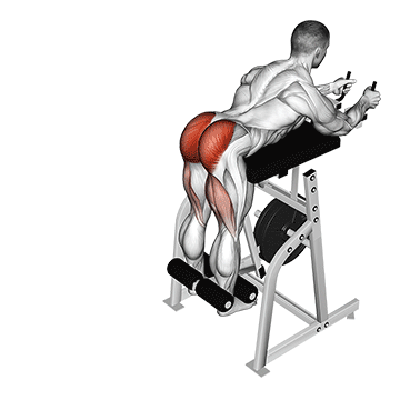 lever reverse hyperextension