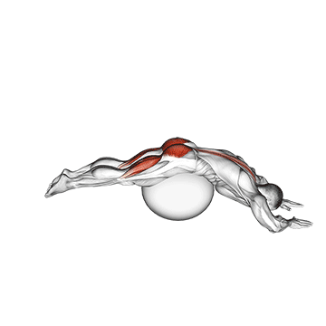 reverse hyper extension (on stability ball)