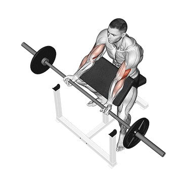 barbell preacher curl